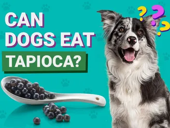 Can Dogs Eat Tapioca? Vet-Verified Facts, Pros & Cons