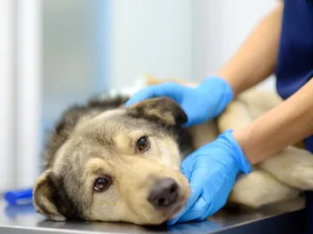 Xylitol Poisoning in Dogs: Our Vet Explains the Signs, Treatment & Prevention