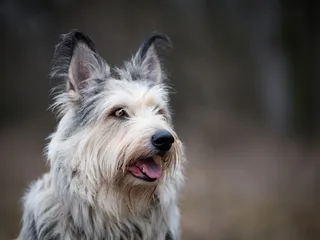 Berger Picard Dog: Breed Info, Pictures, Facts, & Traits