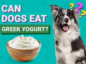 Can Dogs Eat Greek Yogurt? Vet-Verified Nutrition Facts & FAQ