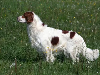 Irish Red and White Setter: Info, Pictures, Facts & Traits