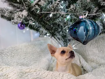 All I Want For Christmas Is Food: Dr. Karyn's Dogs Enjoy Turkey & Stuffing