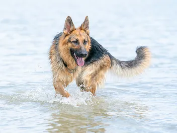 Common German Shepherd Health Issues to Be Aware Of (Vet Answer)