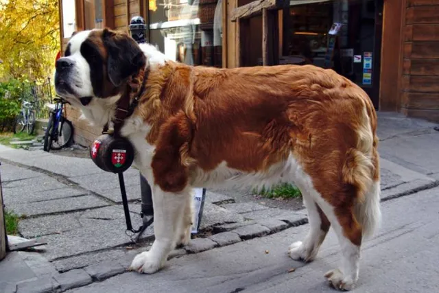 Why Do St. Bernards Have Barrel Collars? Facts & History