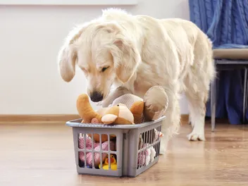 How to Organize Your Dog’s Stuff: 10 Clever Ways to Keep Your Dog Gear & Accessories Organized