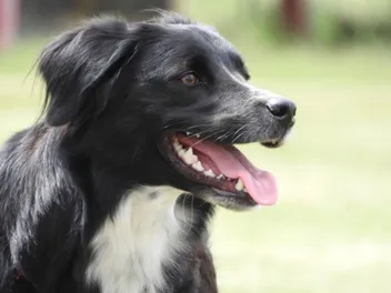 5 Vet-Verified Facts About Your Dog's Teeth That May Surprise You