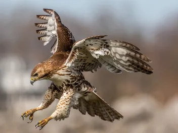 How to Protect Small Dogs from Hawks: 4 Vet-Approved Tips