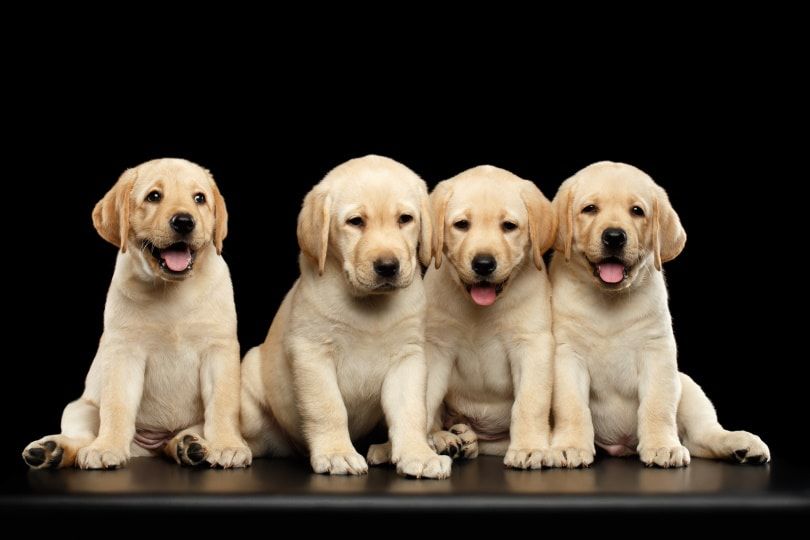 golden labarador retriever pppies