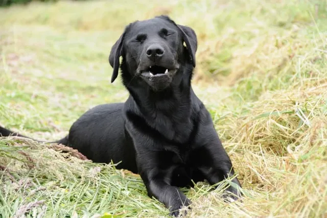 Why Do Dogs Sneeze? 8 Vet-Reviewed Causes