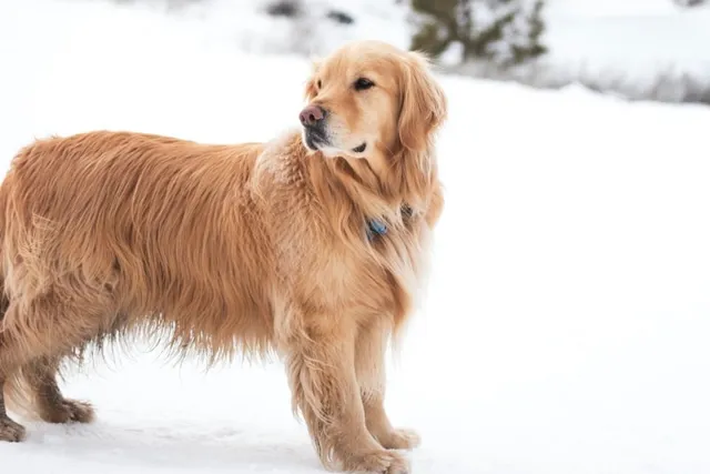 9 Most Popular Dog Breeds in Virginia (2026 Update with Pictures)