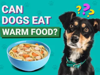 Can Dogs Eat Warm Food? Vet-Verified Benefits, Risks & Facts
