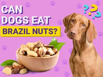 Can Dogs Eat Brazil Nuts? Vet-Verified Nutrition Facts & Info