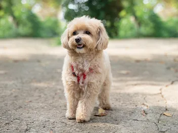 18 Vet-Verified Facts About Maltipoos: Appearance, Origin & More