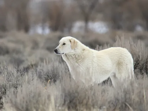 Kuvasz