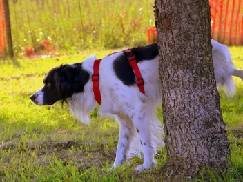 How Many Times a Day Should a Dog Pee? What You Need to Know!