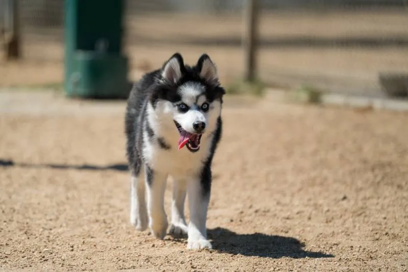 Pomsky (Husky Pomeranian Mix) Running with Tongue Out