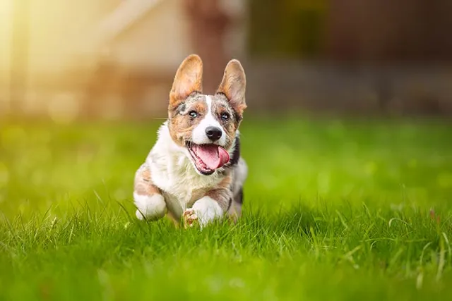 When Will My Corgi Calm Down? Vet-Verified Guide & Explanation