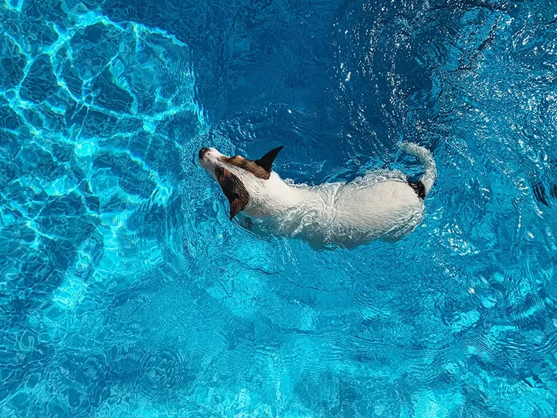 dog swimming in the pool