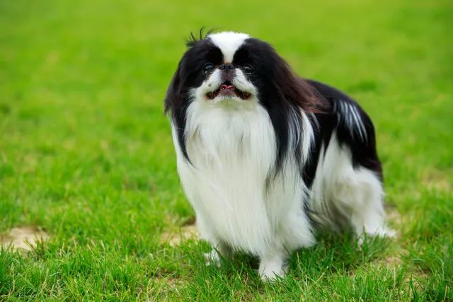 Japanese Chin Dog Breed: Info, Pictures, Facts & Traits