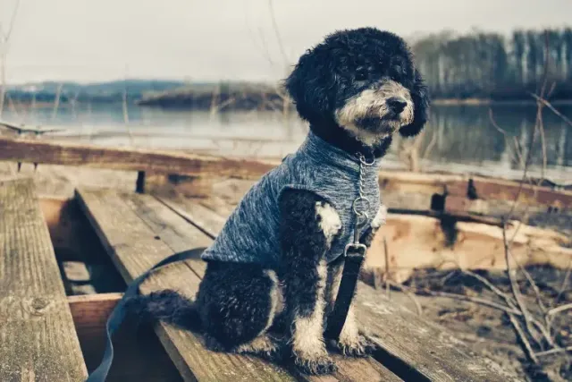 Phantom Goldendoodle: Info, Pictures, Origin & History