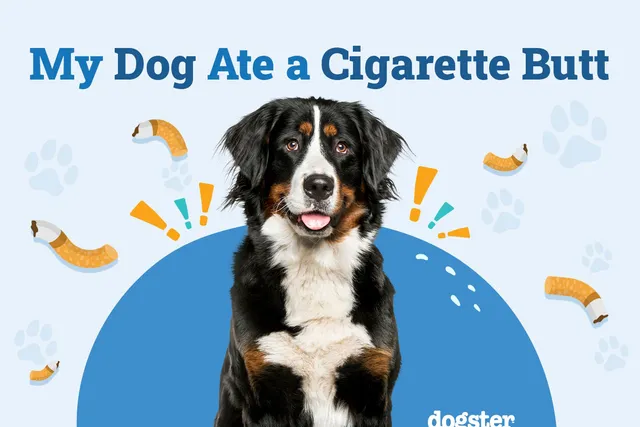My Dog Ate a Cigarette Butt: Should I Be Worried? Our Vet Answers