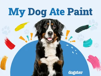 My Dog Ate Paint, What Should I Do? Vet-Verified Facts & Risks