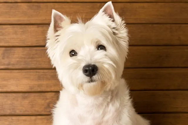How Much Does a Westie Cost? 2026 Price Guide
