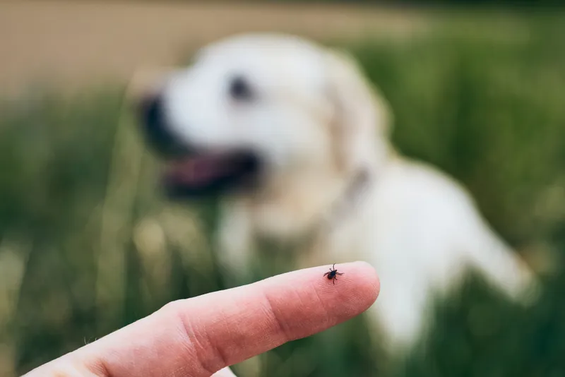 Close-up view of tick on human finger against dog lying in grass