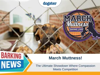 March Muttness - The Ultimate Showdown Where Compassion Meets Competition