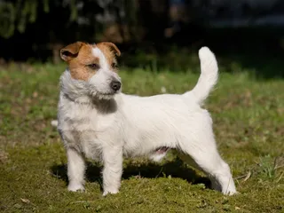 Short-Legged Jack Russell Terrier: Origin, Pictures, Facts & History