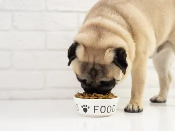 Emergency Dog Food: What To Keep In a Survival Kit