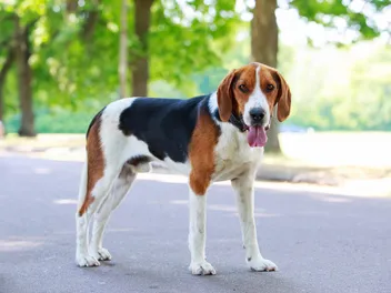 9 Dog Park Design Ideas: Excellent Examples & Tips
