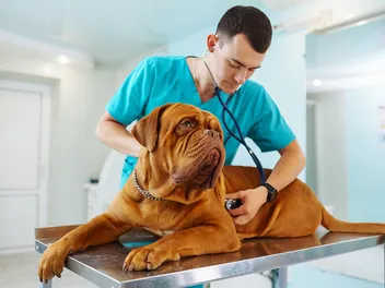 Pancreatitis in Dogs: Our Vet Explains Signs, Causes & Care Guide