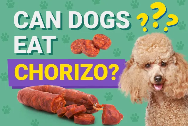 Can Dogs Eat Chorizo? Vet Approved Nutrition Facts & Risks