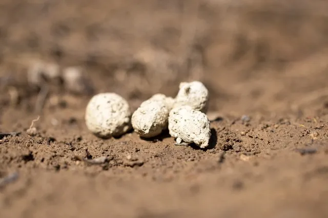 Why Does My Dog’s Poop Turn White? 5 Vet-Reviewed Reasons