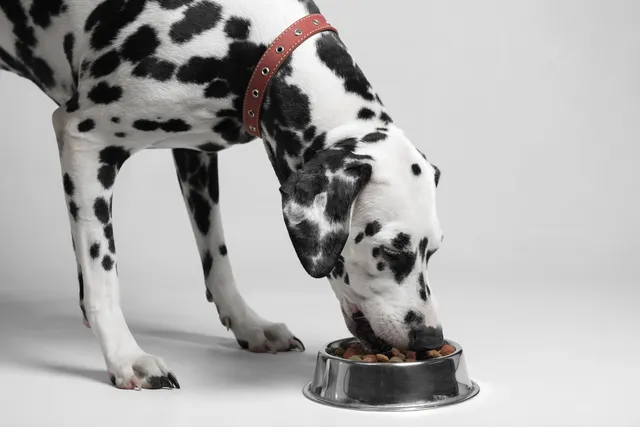 What Are By-Products in Dog Food? Vet-Reviewed Facts & Info