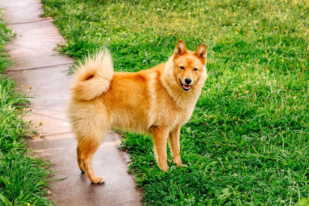 Finnish Spitz