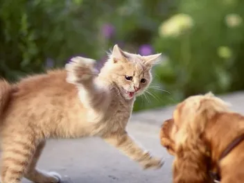 A Cat Scratched My Dog’s Eye: What Should I Do? Vet-Approved Tips