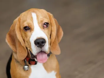 Cherry Eye in Dogs: Signs, Causes & Treatment (Vet Answer)