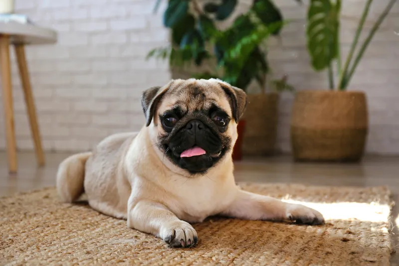 pug dog lying on floor carpet