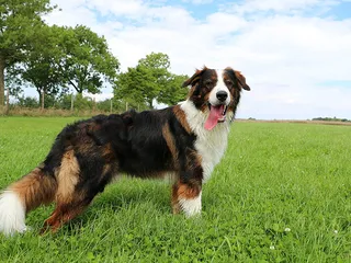 St. Bernard Australian Shepherd Mix: Info, Pictures, Care & More