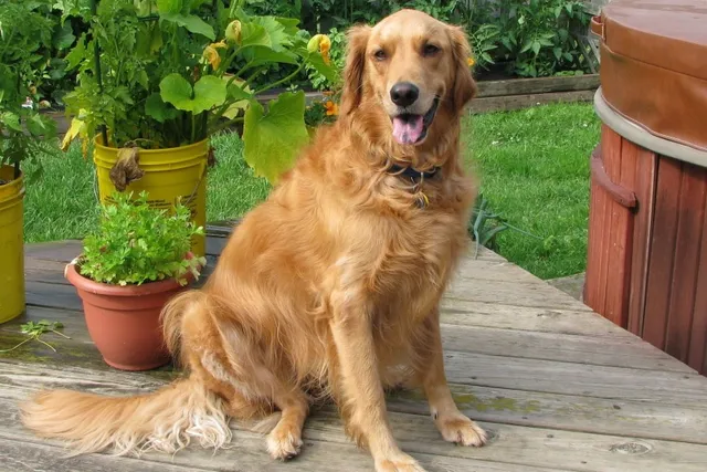 Can Golden Retrievers Be Aggressive? Vet -Verified Facts & FAQ
