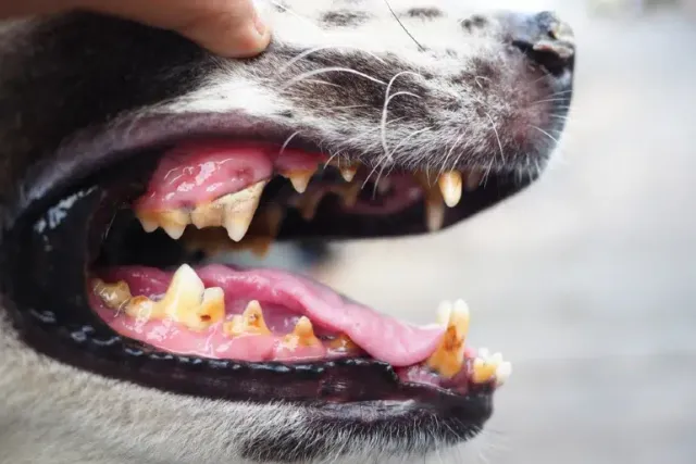 Dog Cavities: Signs, Causes, Diagnosis & Care (Vet Answer)