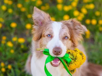 Do Yellow Australian Shepherds Exist? Vet-Reviewed Info, Pictures & History