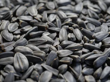 6 Top Seeds for Dogs: Vet-Approved Healthy & Nutritious Options