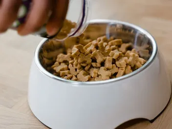 TBHQ in Dog Food: Vet-Approved Feeding & Safety Facts