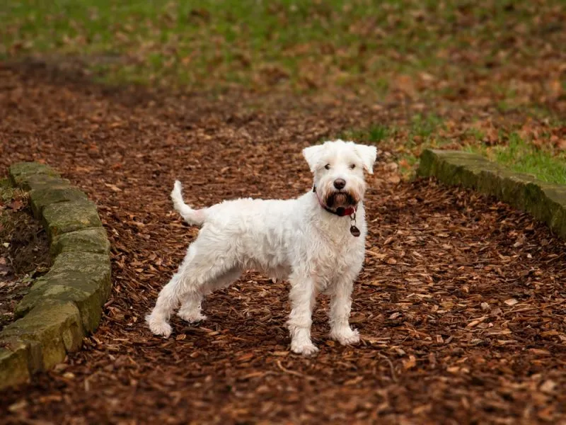 White Miniature Schnauzer
