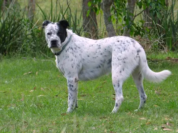 Bull Arab Dog Breed: Info, Pictures, Care, & Facts