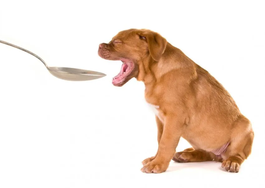 Puppy drinking medicine