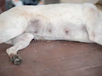 There Are Scabs on My Dog's Nipples – Should I Worry? (Vet Answer)